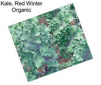 Kale, Red Winter Organic