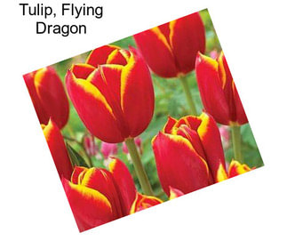 Tulip, Flying Dragon