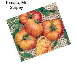 Tomato, Mr. Stripey