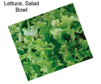 Lettuce, Salad Bowl