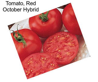 Tomato, Red October Hybrid
