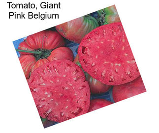 Tomato, Giant Pink Belgium