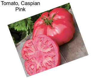 Tomato, Caspian Pink