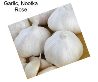 Garlic, Nootka Rose