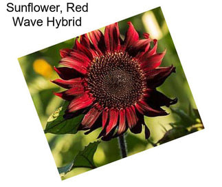 Sunflower, Red Wave Hybrid