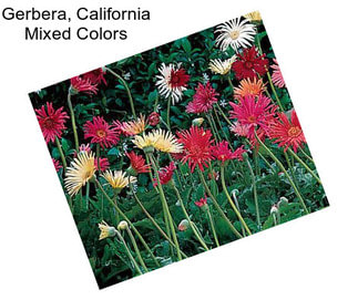 Gerbera, California Mixed Colors