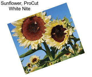 Sunflower, ProCut White Nite