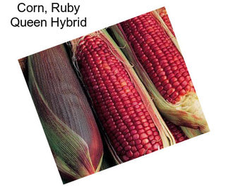 Corn, Ruby Queen Hybrid