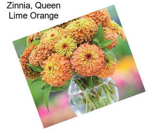 Zinnia, Queen Lime Orange