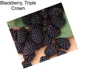 Blackberry, Triple Crown