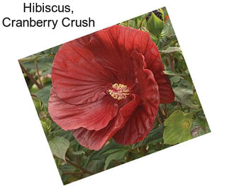 Hibiscus, Cranberry Crush