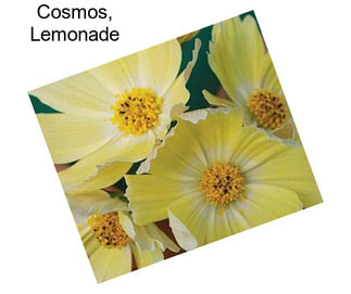 Cosmos, Lemonade
