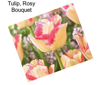 Tulip, Rosy Bouquet