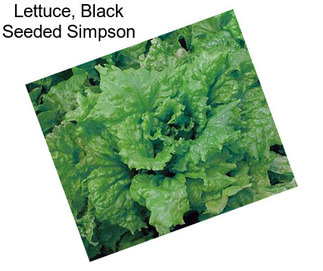 Lettuce, Black Seeded Simpson