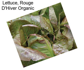 Lettuce, Rouge D\'Hiver Organic