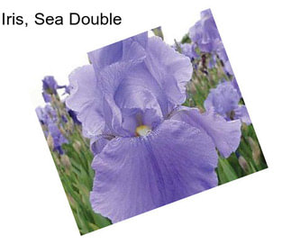 Iris, Sea Double