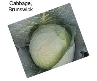 Cabbage, Brunswick