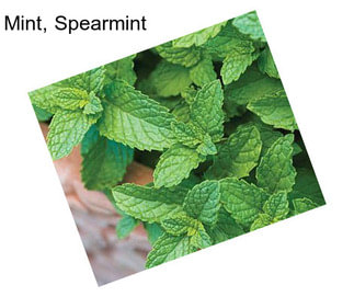 Mint, Spearmint