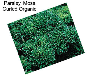 Parsley, Moss Curled Organic