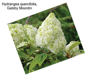 Hydrangea quercifolia, Gatsby Moontm