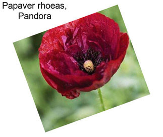 Papaver rhoeas, Pandora