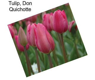 Tulip, Don Quichotte