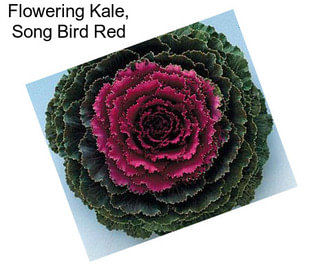 Flowering Kale, Song Bird Red