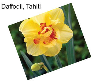 Daffodil, Tahiti