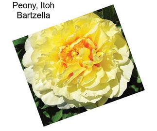 Peony, Itoh Bartzella