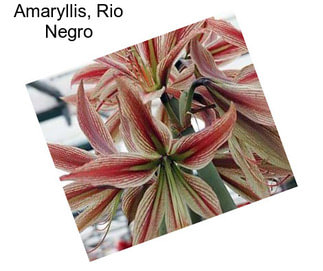 Amaryllis, Rio Negro