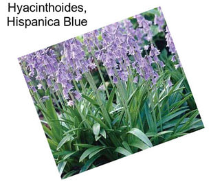 Hyacinthoides, Hispanica Blue