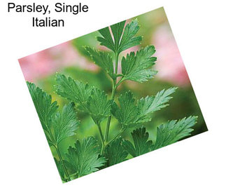 Parsley, Single Italian