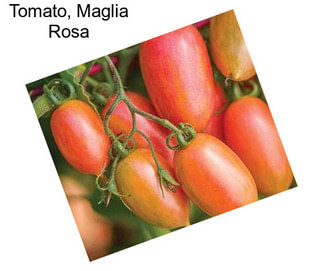 Tomato, Maglia Rosa