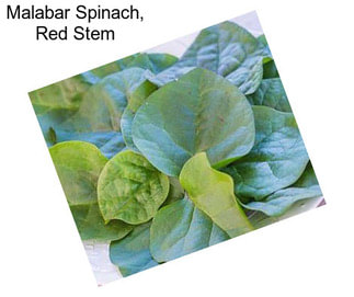 Malabar Spinach, Red Stem