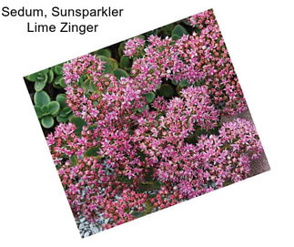 Sedum, Sunsparkler Lime Zinger