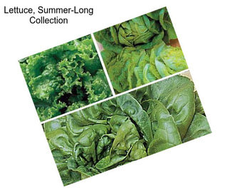 Lettuce, Summer-Long Collection