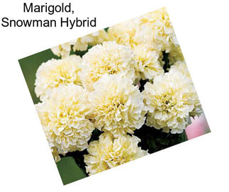 Marigold, Snowman Hybrid