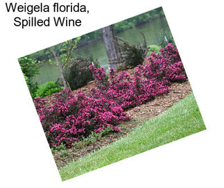 Weigela florida, Spilled Wine