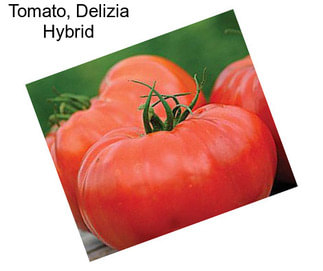 Tomato, Delizia Hybrid