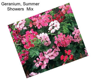 Geranium, Summer Showers  Mix