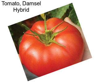 Tomato, Damsel Hybrid