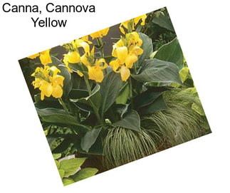 Canna, Cannova Yellow