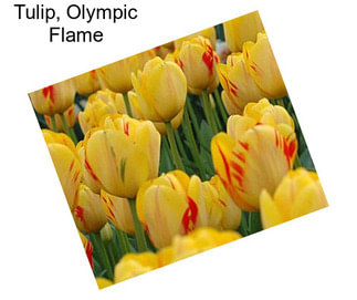 Tulip, Olympic Flame