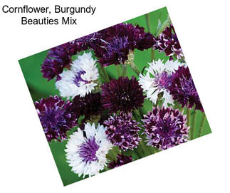 Cornflower, Burgundy Beauties Mix