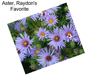 Aster, Raydon\'s Favorite