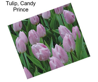 Tulip, Candy Prince