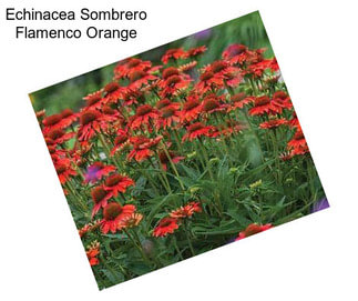 Echinacea Sombrero Flamenco Orange