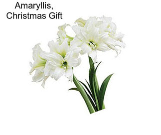 Amaryllis, Christmas Gift
