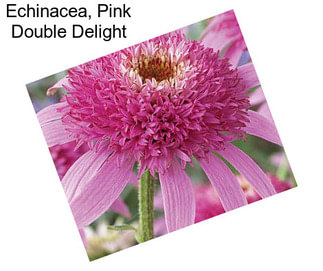 Echinacea, Pink Double Delight