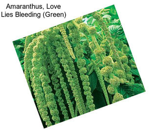 Amaranthus, Love Lies Bleeding (Green)